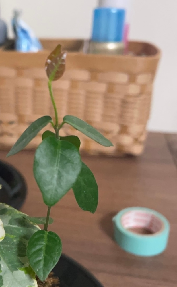 この植物はなんですか？