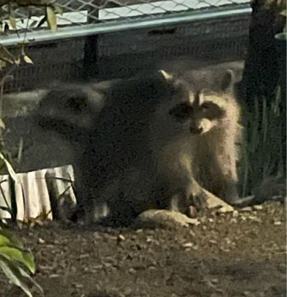 野生のアライグマ？たぬき？ うちの敷地内でアライグマと思われる写真の子を見ました。 インターネットで、調べたら手がアライグマっぽいのです。 なにぶん、はじめて見まして どうして良いのかわからなくて 気をつける事は何でしょうか？