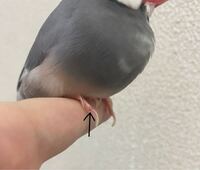 至急お願い致します。 飼ってる文鳥の足が内出血の様になっていて
痛がっている様子とかは無く、普通に飛んだり歩いたりしているのですが、このぐらいなら病院に行かなくても大丈夫ですか？

文鳥は、弱っている姿を見せないと聞くので痛いけど我慢しているのか心配です。