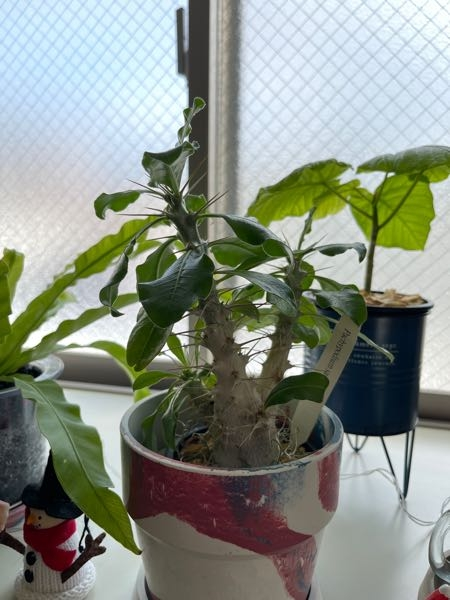 観葉植物初心者です。 株が大きい塊根植物に憧れてパキポデウムサンデルシーをいま半年育ててますがかなり徒長してきました… 対処方がわからず困ってます。剪定していいものなのか、またはこのままで他の対処方もあるのか教えていただけないでしょうか。また、剪定するのであればその方法をおしえてほしいです！！