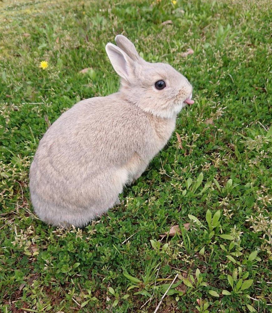 雑草(花)の名前について質問です。 うざきの下に生えている白い花のような花や周りに生えている雑草の名前を調べています。 またウサギの左上に咲いている黄色い花も知りたいです。 花や雑草らの名前とこの写真の季節を教えてもらえますでしょうか？ よろしくお願いします。