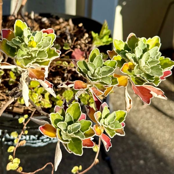 こんばんは 友人宅で素敵な植物を見せて頂いたのですが名前がわかりません 検索の仕方も下手な様でヒットせず この植物の名前を教えて頂けると嬉しいです