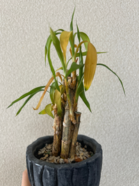 画像の植物なのですが、ところどころ枯れてしまっていて、ずっと元気がないです。
元気にする方法とかありますでしょうか？ 