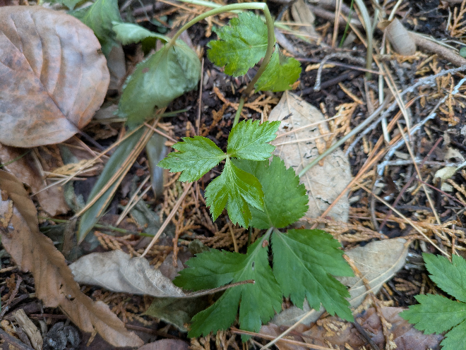 これは三つ葉ですか？ 香りは茶碗蒸しに入っている三つ葉とほぼ同じに思えます 食べられる野草ですか？