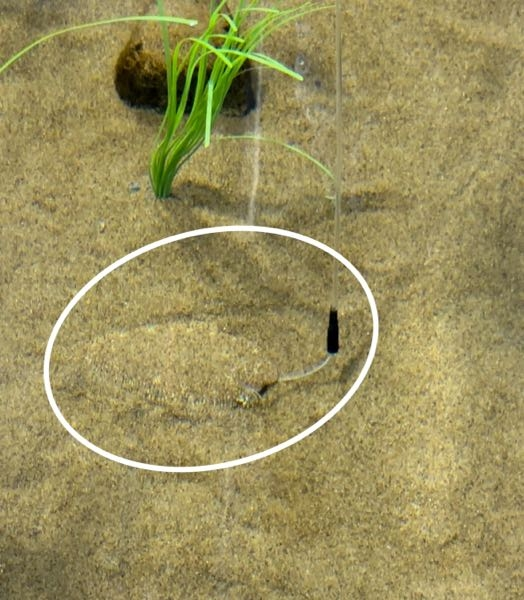 葛西臨海公園の水族館の東京の海コーナーの後ろにある水槽にいたこの魚の名前わかる方いましたら教えてください。 砂に擬態している魚で係員さんが餌をあげてその様子を見ることが出来るのですが名前を見るのを忘れてしまったためわかる方いましたらお願いいたします。