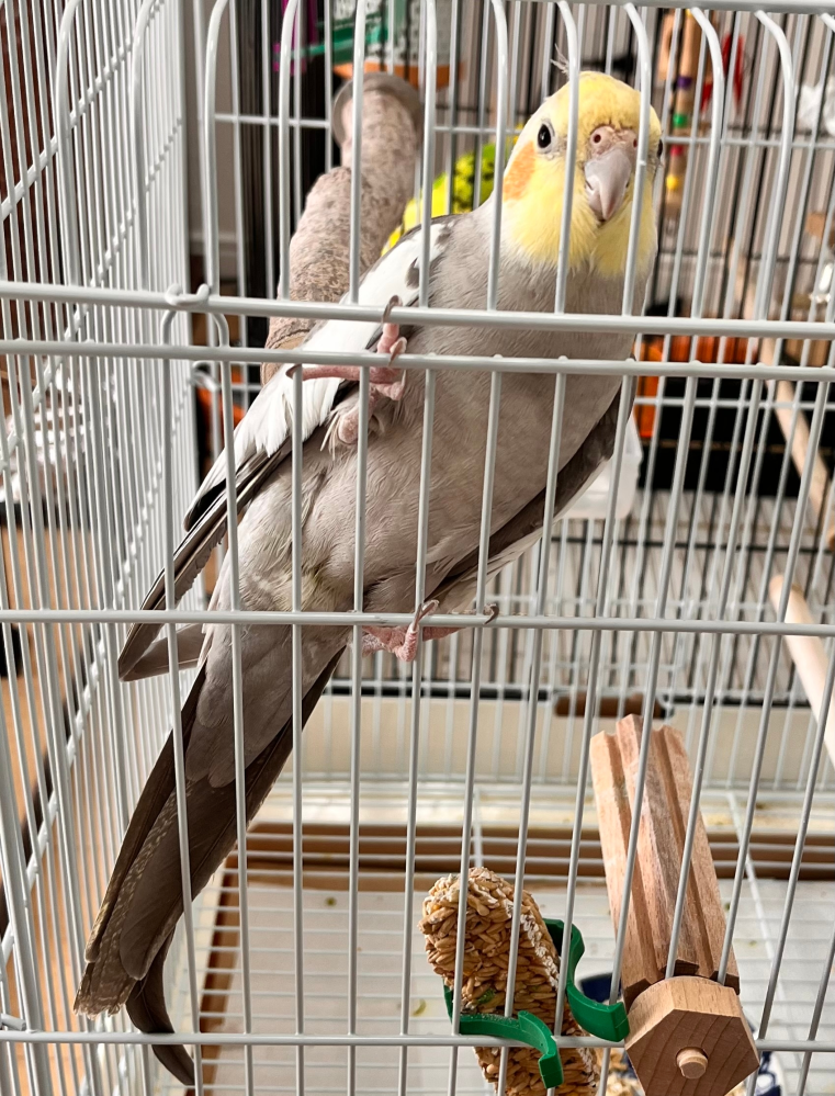 オカメインコ（シナモン）の性別について質問です。 ココ最近模様がついた尾羽？が抜けてきたので、性別が気になり質問致しました。まだ完全に抜けきってはいないです。（写真あり） 口笛に反応や少しずつ歌う様子、自分の名前を話す様子が見られます。 わきわき？アジの開き？をする様子はなく、羽を大きく広げ低姿勢になるポーズは時々やっています。 人懐っこく、常にゲージ内を移動。扉を開けると肩に飛び乗ってきます。 オスっぽい行動やメスっぽい行動どちらもあるので気になっています。 皆様はどちらだと思いますか？ また、性別による注意点などあれば、色々調べてはいますが、オカメインコ初心者なので教えていただけると嬉しいです。