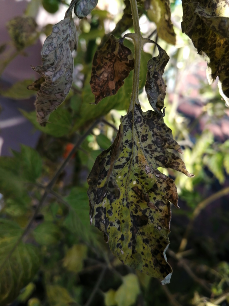 トマトの葉が病気でしょうか。虫でしょうか。 植えっぱなしだったトマトが再び花を咲かして実をならしています。 実も赤くなってきて楽しが、葉に茶色の染み？が出てきてそれがどんどん広がってきています。 これは何でしょうか。どなたかわかりませんでしょうか。