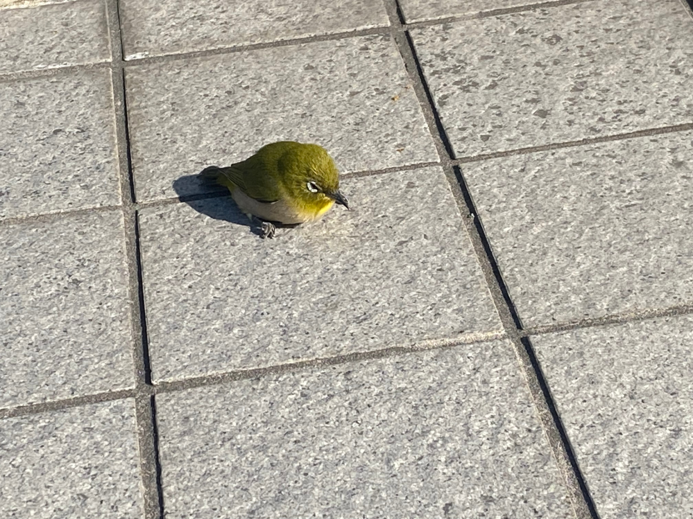 この鳥なんですか？