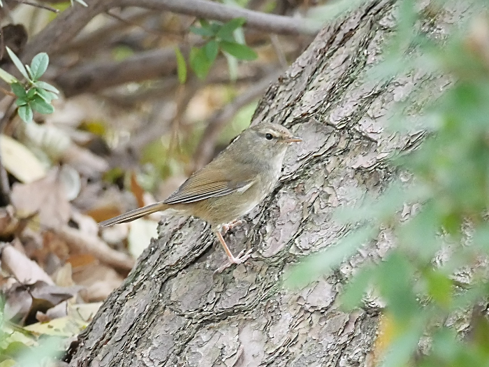 この鳥を教えてください。 ムシクイ系だと思うんですが、ウグイスでは無いですよね?