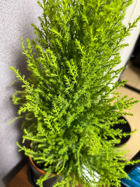 植物に詳しい方お願いします！
これはなんですか？
見た目が可愛くて買ったのですが植物の名前が書いてなくて店員さんに聞いても詳しい人がいないのでわからないと言われました。 できれば水やりの頻度や育て方なども簡単に教えて頂けると嬉しいです。よろしくお願いします。