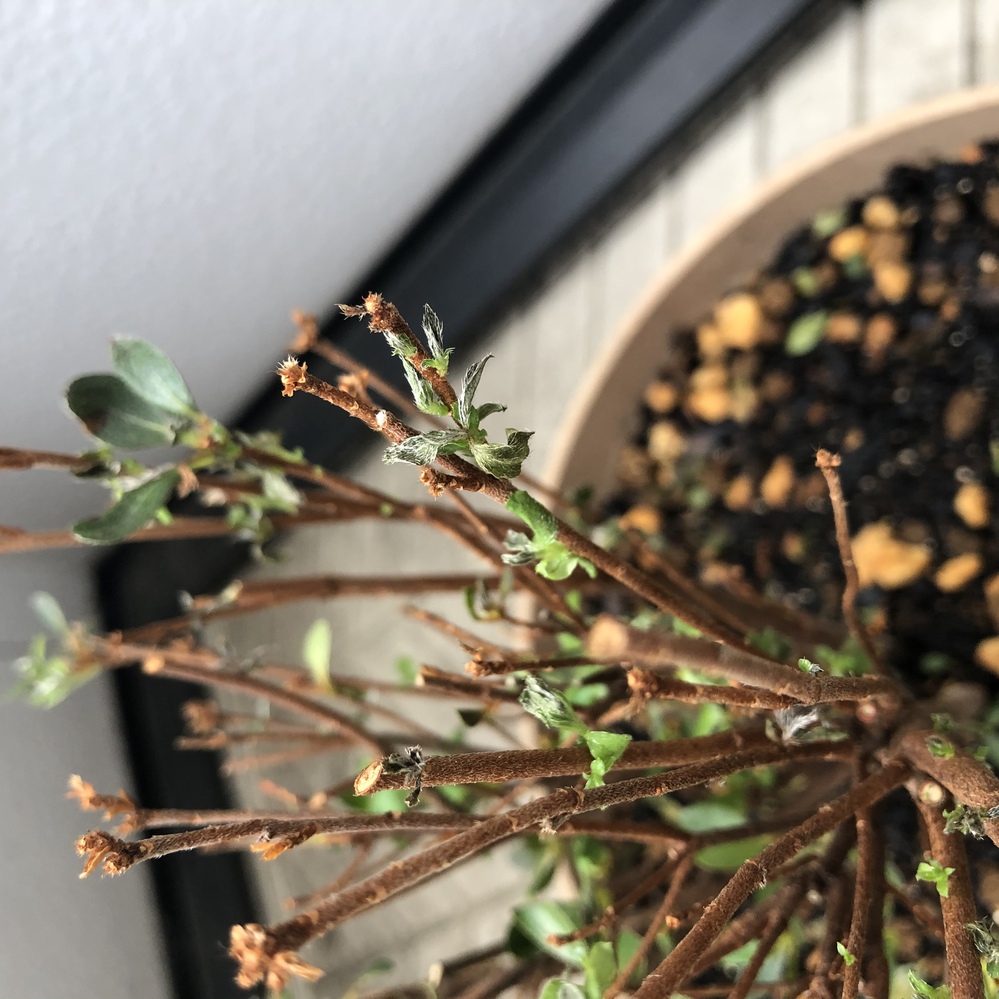 ツツジを鉢植えで育てています。 もらい受けた時から弱っていてので、植え替えて枯れた葉っぱは取り除きました。 新芽も出てきたので良かったと思ったのですが、最近では新芽もしおれて黒くなっています。 ガーデニングは初心者なので、対策を教えて欲しいです。