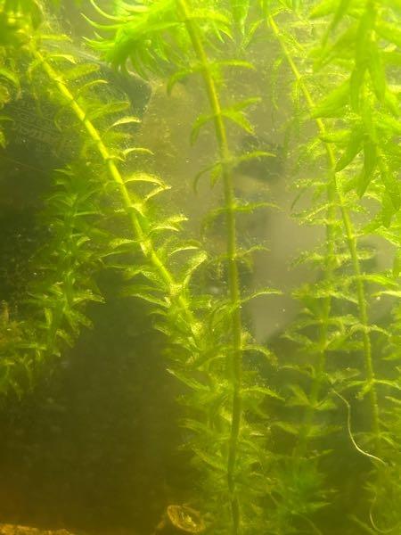 熱帯魚水槽ののアナカリスに写真のような白い糸みたいなものが張り付いてます。これは水カビですか？あとどうすれば対処出来るのでしょうか。