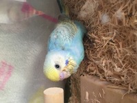 一月上旬生まれのセキセイインコです。
はじめは、しゃべるインコを飼いたく、オス希望でしたが、 毎日お世話をしていると、メスでも喋らなくてもいいと思うようになりましたが、
一応今後どちらの性別か知っておきたく、この種類のセキセイインコは、成鳥になると、ろう膜の色はオスメス、どちらも何色になるかご存知の方がいらっしゃいましたら、教えていただけたらと思います！

よろしくお願い致します。