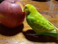 この黄緑のセキセイインコ(メス)を繁殖させるのに、どんなカラーの子がいいですか？？ 組み合わせがよくわからなくて(u_u)


青は劣勢遺伝だから仮に青い子を掛けても緑の子しか出ないんですよね？？


すみませんよろしくお願いしますm(_ _)m