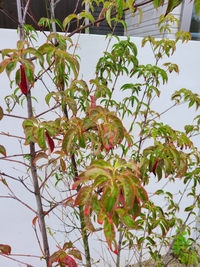 植えてちょうど一年目のシンボルツリーの常緑ヤマボウシが元気がありません。去年の夏は葉っぱがほぼ無くなっていましたが春先に新芽が出たのですがこのような葉の色になります。肥料切れでしょうか？ 病気でしょうか？