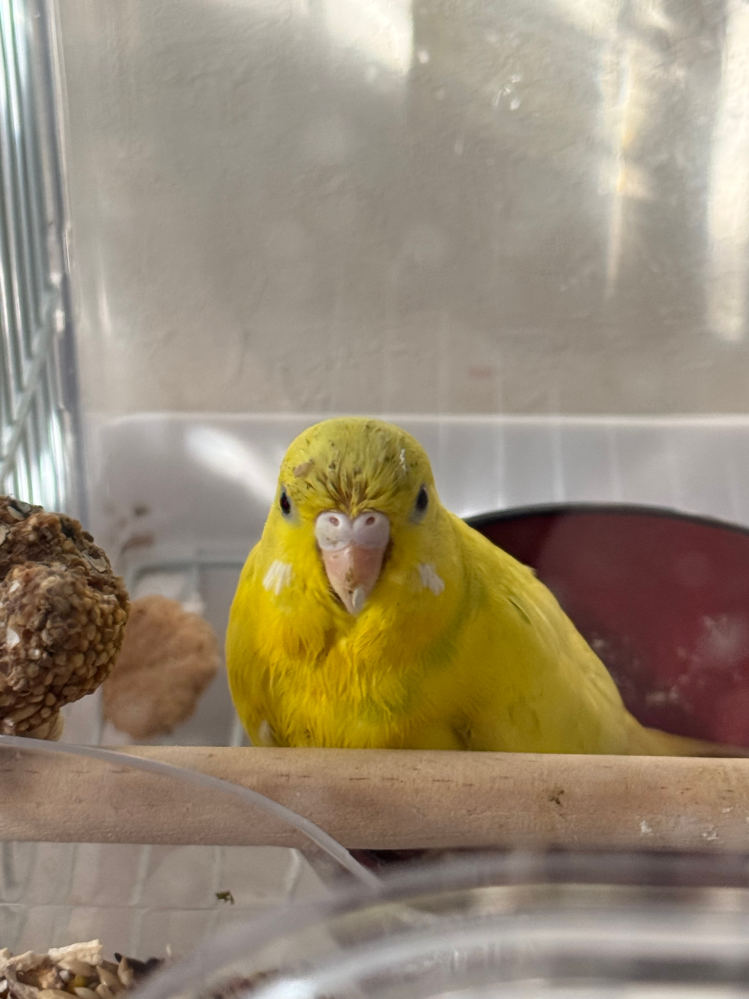 飼っているセキセイインコが禿げていて皮膚病を疑っています。 セキセイインコのメスです。最近卵を産み、やっと1羽目が孵りました。しかし、その直後から画像のように頭がボサボサなのでもしかしたら病気かなと、、子育てもあってすぐに病院に連れて行けないので、この子がどのような状態か教えていただきたいです。