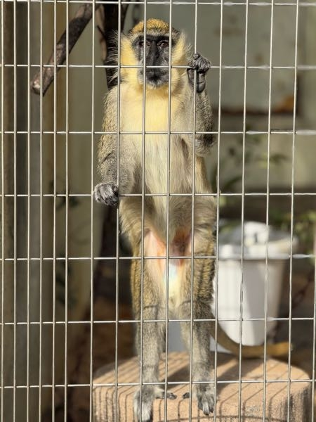 動物園のサルは去勢しているのでしょうか？動物園で見る猿(オス)はみんな玉が見えませんでした。