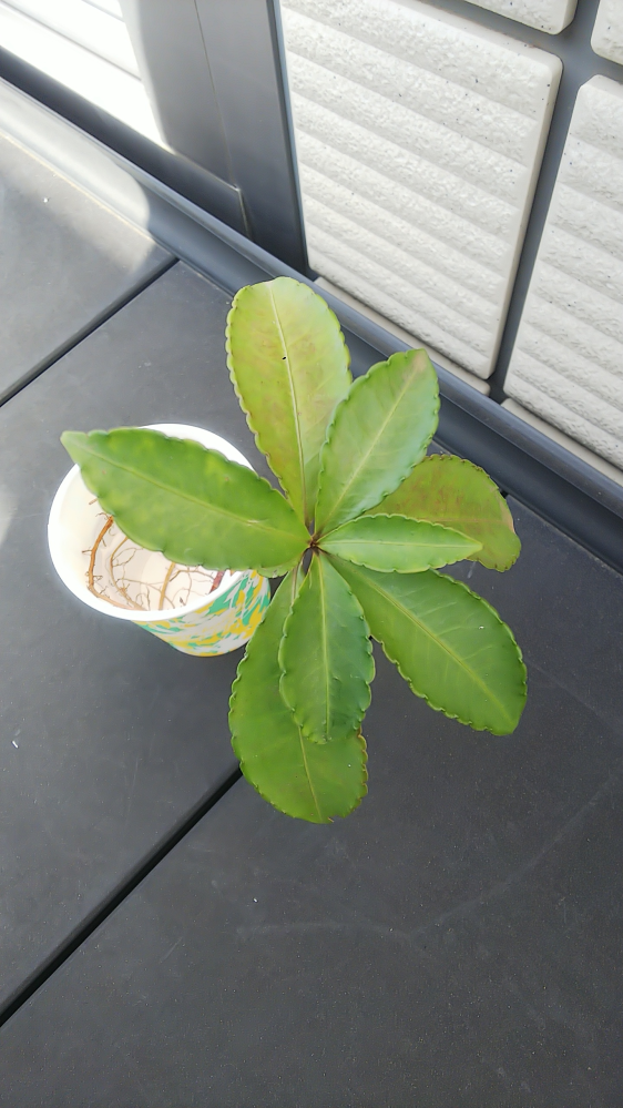 庭に生えてたのですが、この植物はなにですか？ 場所は千葉県です。