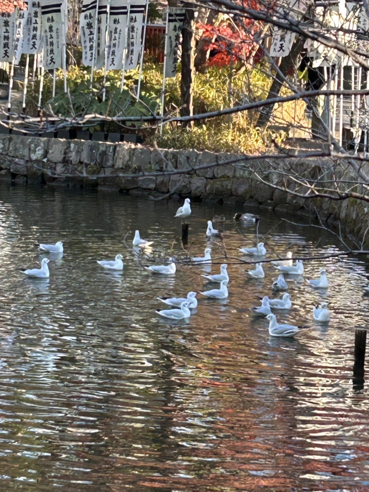 鎌倉にいました。 なんという鳥でしょうか。 白くて可愛かったです。