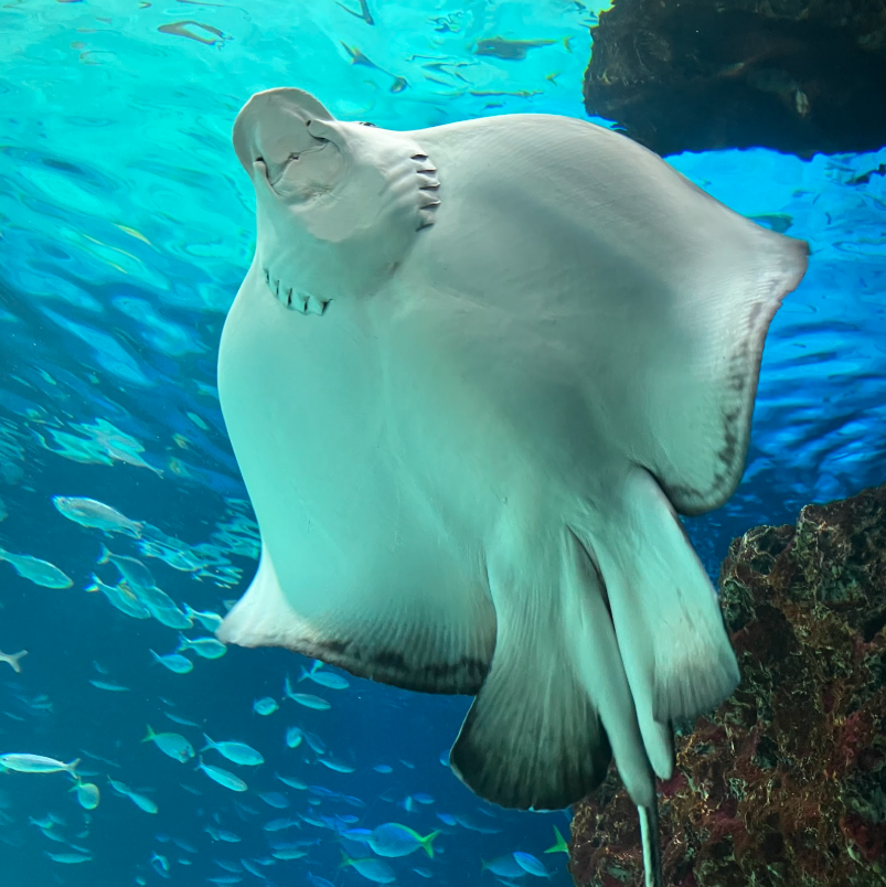 このエイの名前は何ですか？ サンシャイン水族館のサンシャインラグーン(巨大水槽)にいたエイです。