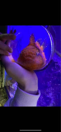 この丸くて可愛い魚の名前は何ですか？ 