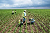 Imagem referente à notícia: La Niña põe em xeque estimativa de recorde na produção de soja