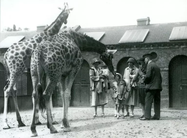 Black and white photo of giraffes at Decimus Burton's Giraffe House