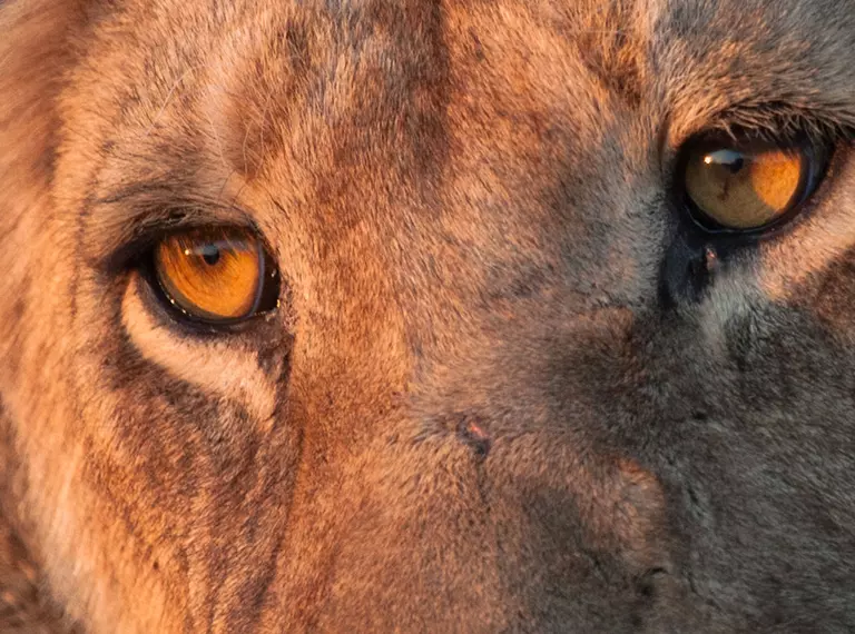 A close up image showing an African lion's eyes