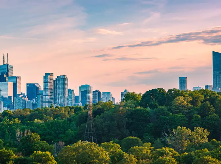 Forest with skyscrapers in background