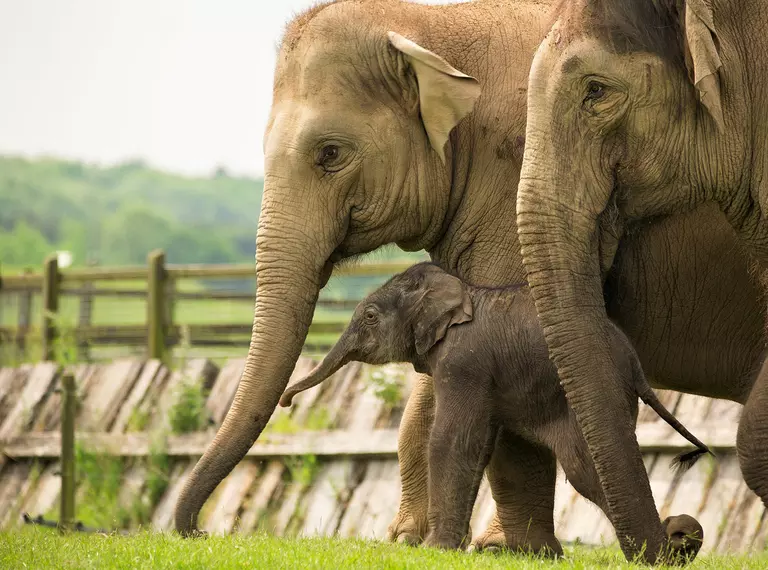 asian elephants 