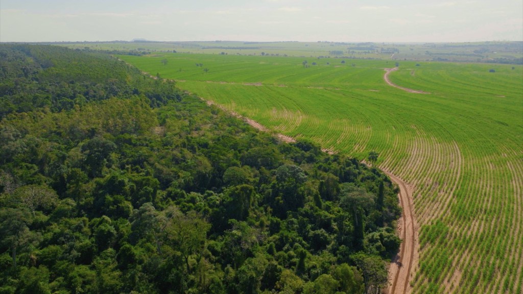 El esfuerzo de la comunidad le devuelve la vida al Bosque Atlántico brasileño