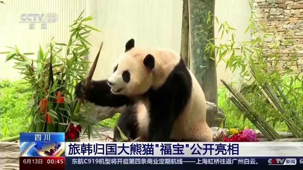 Una panda nacida en Corea del Sur hace su primera aparición en un zoológico de China