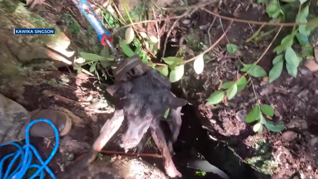 Mira cómo salió esta perra con ayuda tras caer 9 metros en la fisura de un volcán