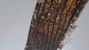 Un video muestra a 180.000 abejas viviendo en el techo de una habitación