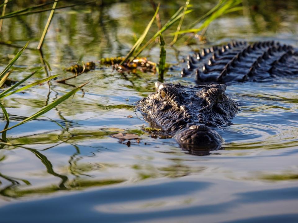 Suspected crocodile attack in Far North Queensland