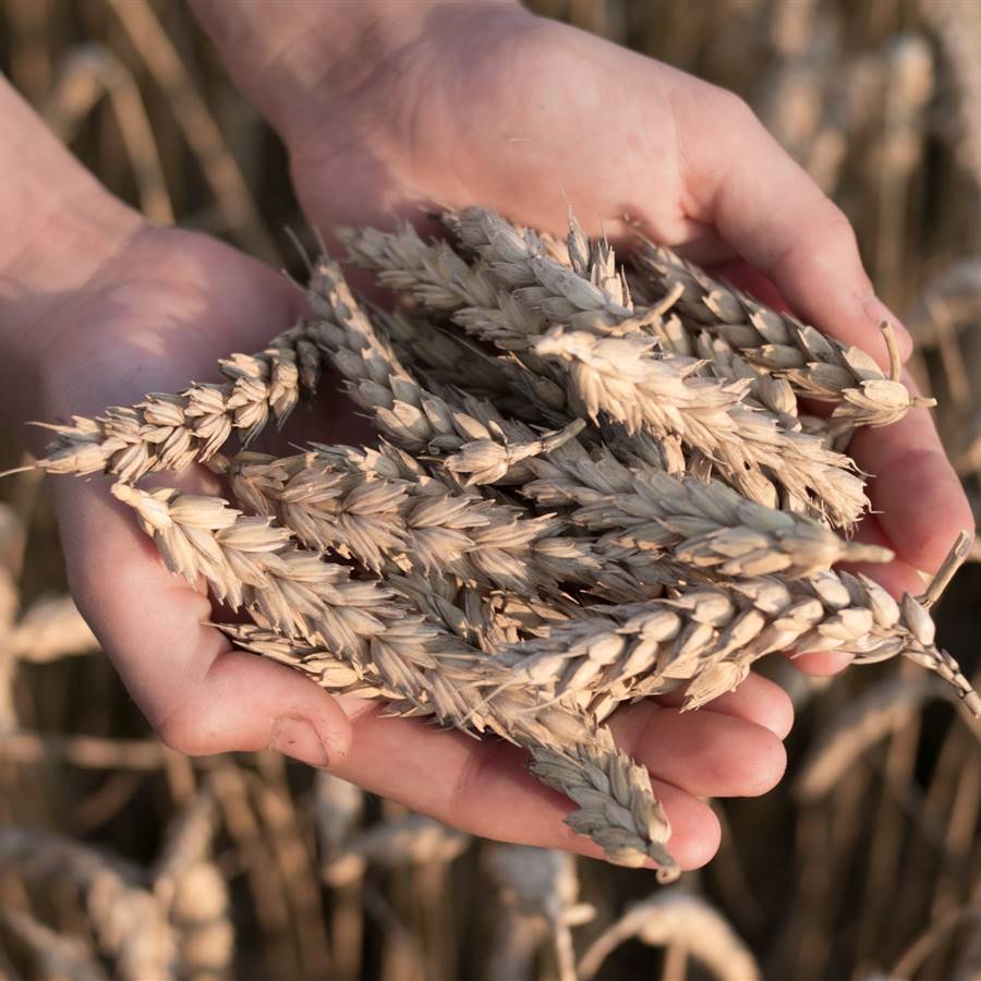 ¿El gluten del trigo es siempre malo?