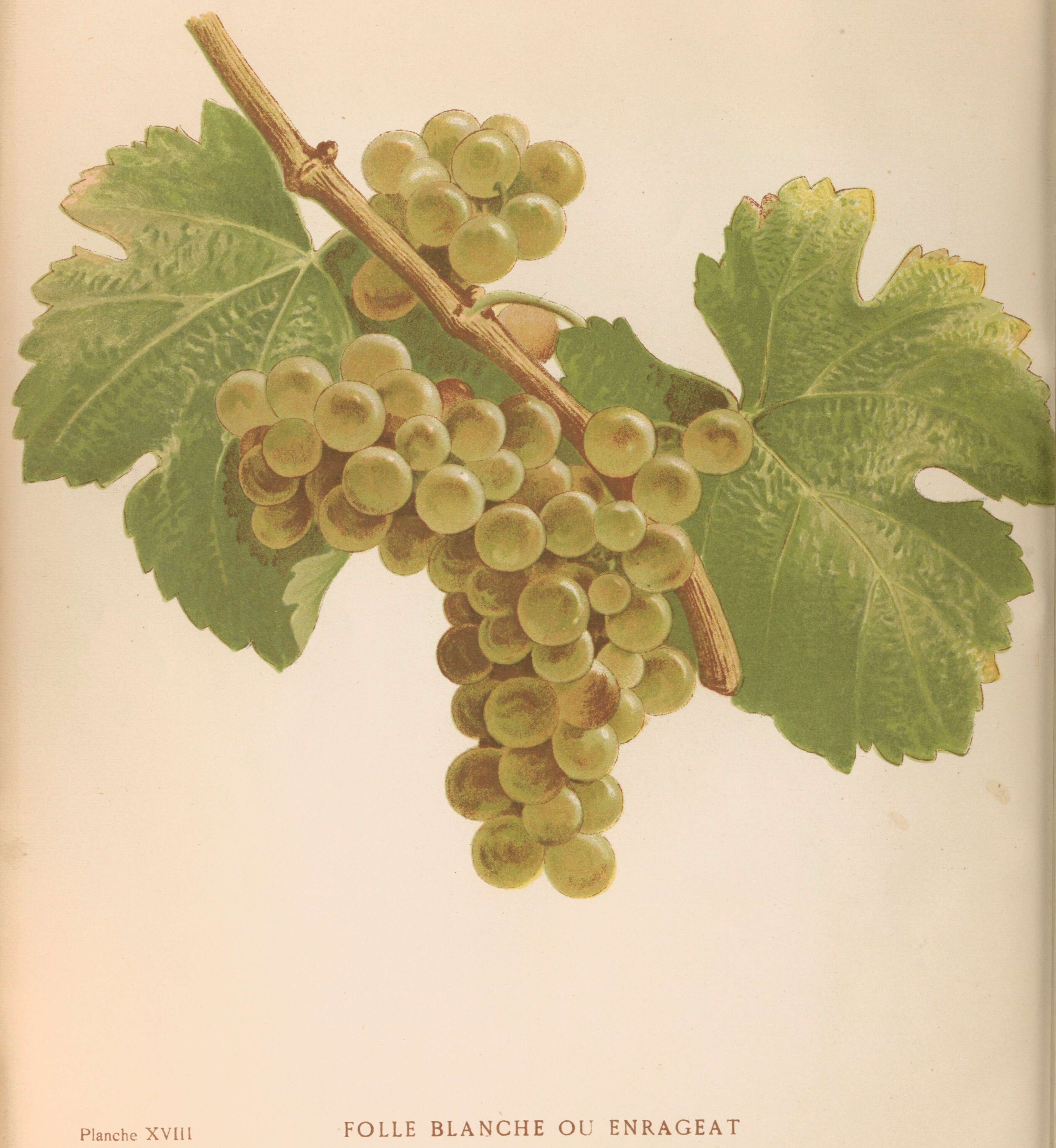 Image of wine grape