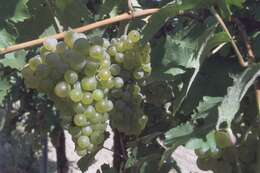 Image of wine grape