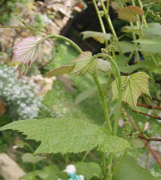 Image of wine grape