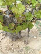 Image of wine grape