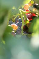 Image of wine grape