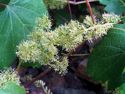 Image of wine grape