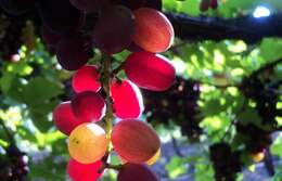 Image of wine grape