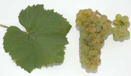 Image of wine grape