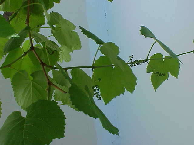 Image of wine grape