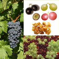 Image of wine grape