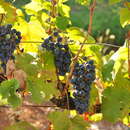 Image of wine grape