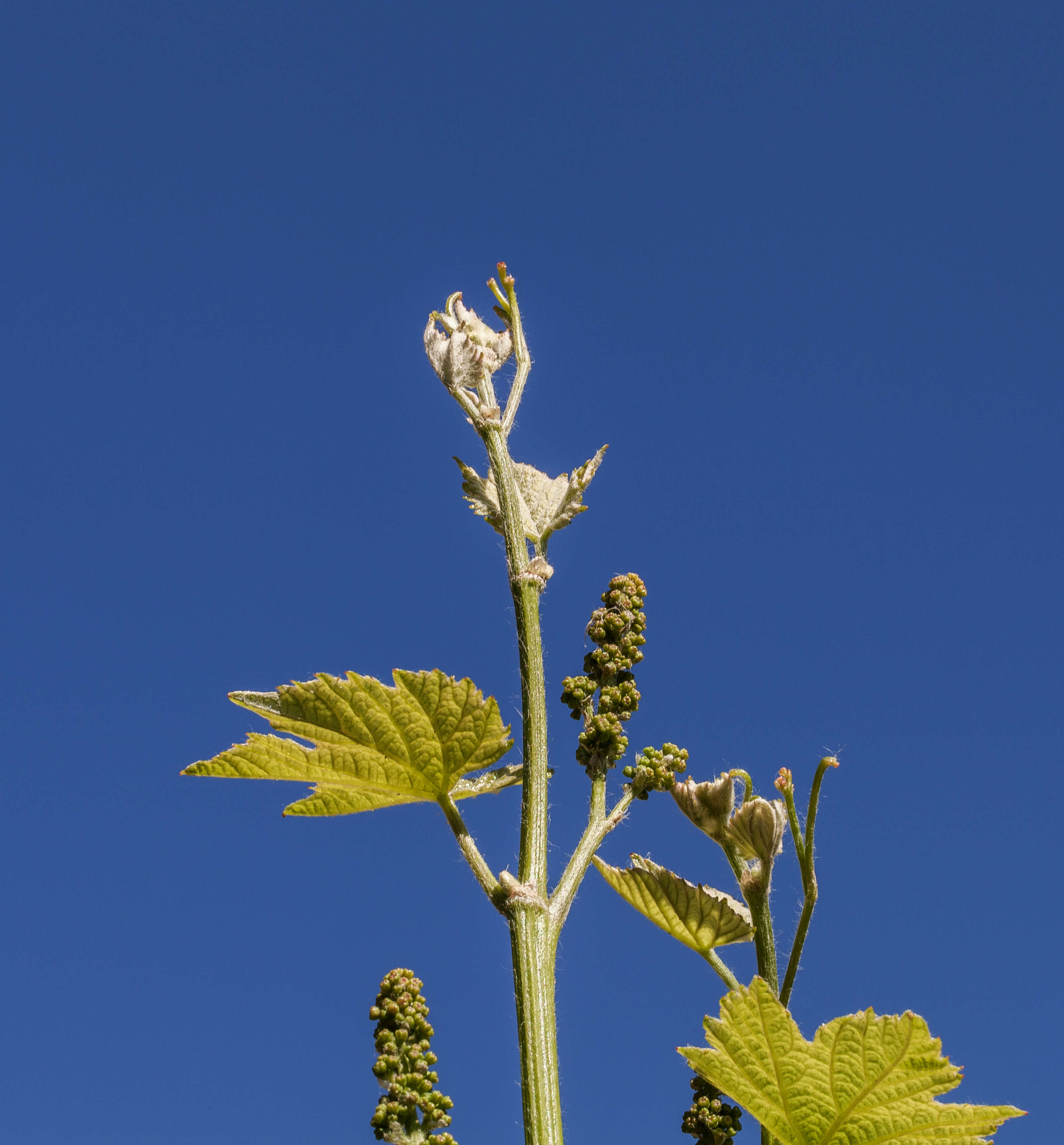 Image of wine grape