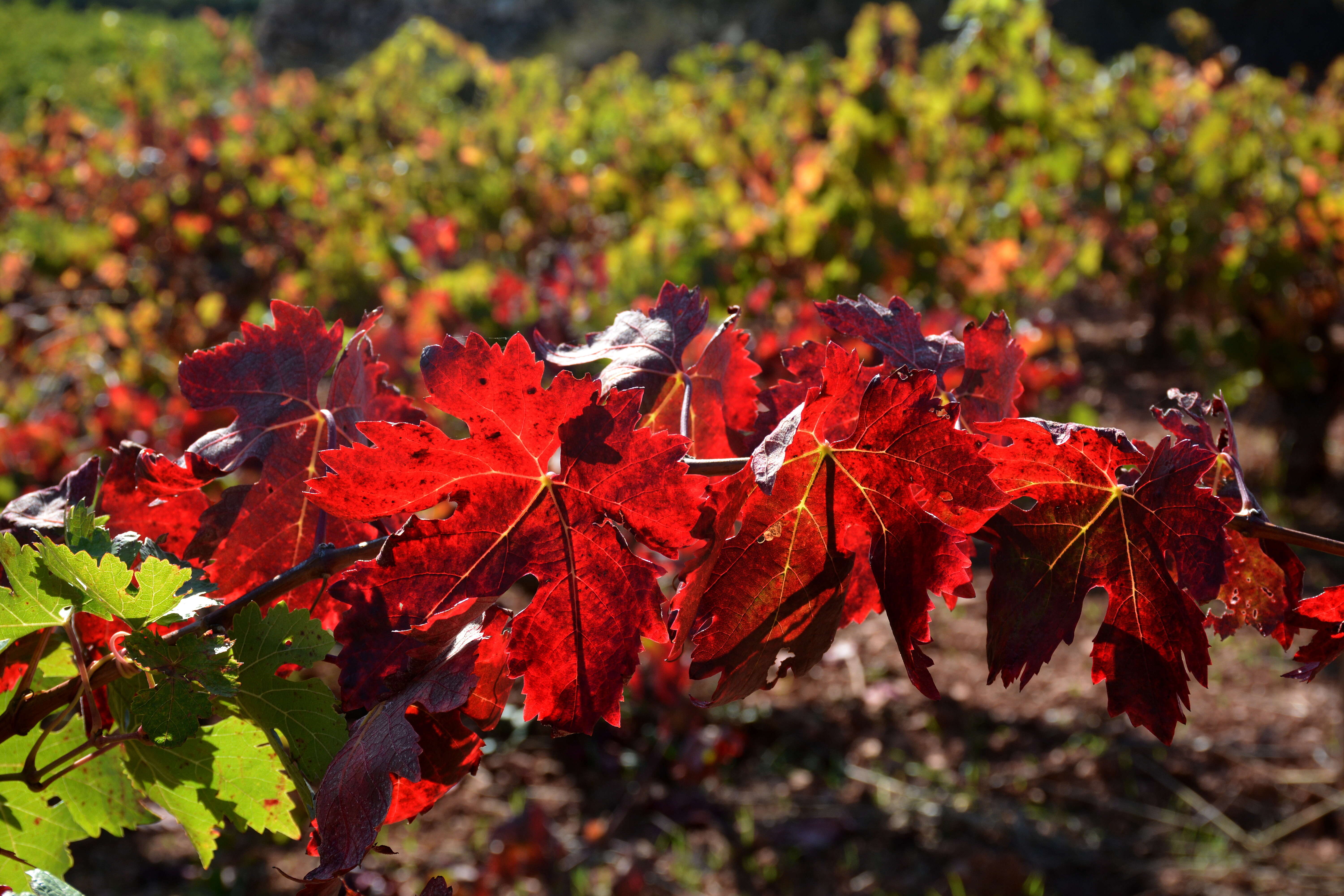 Image of wine grape