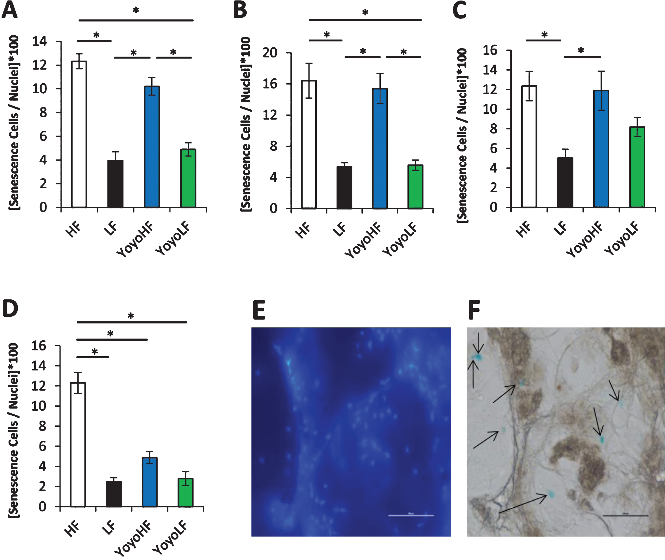 Senescent cell content in various WAT depots. Senescent cell number per nuclei is shown for four distinct WAT depots. (A) Inguinal subcutaneous, (B) retroperitoneal, (C) epididymal, and (D) mesenteric WAT depots were analyzed. (E-F) Sample DAPI stained images (E) and X-gal stained images (F) from the senescence-associated beta-galactosidase assay. Scale bar = 500 μm. Senescent cells are marked by arrows. HF fed mice (white), LF fed mice (black), YoyoHF (blue or dark grey), YoyoLF (green or light grey). Data are expressed as mean±SEM. *Indicatesp < 0.05.